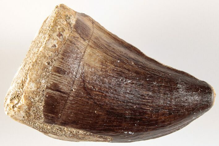 1.7" Fossil Mosasaur (Prognathodon) Tooth - Morocco